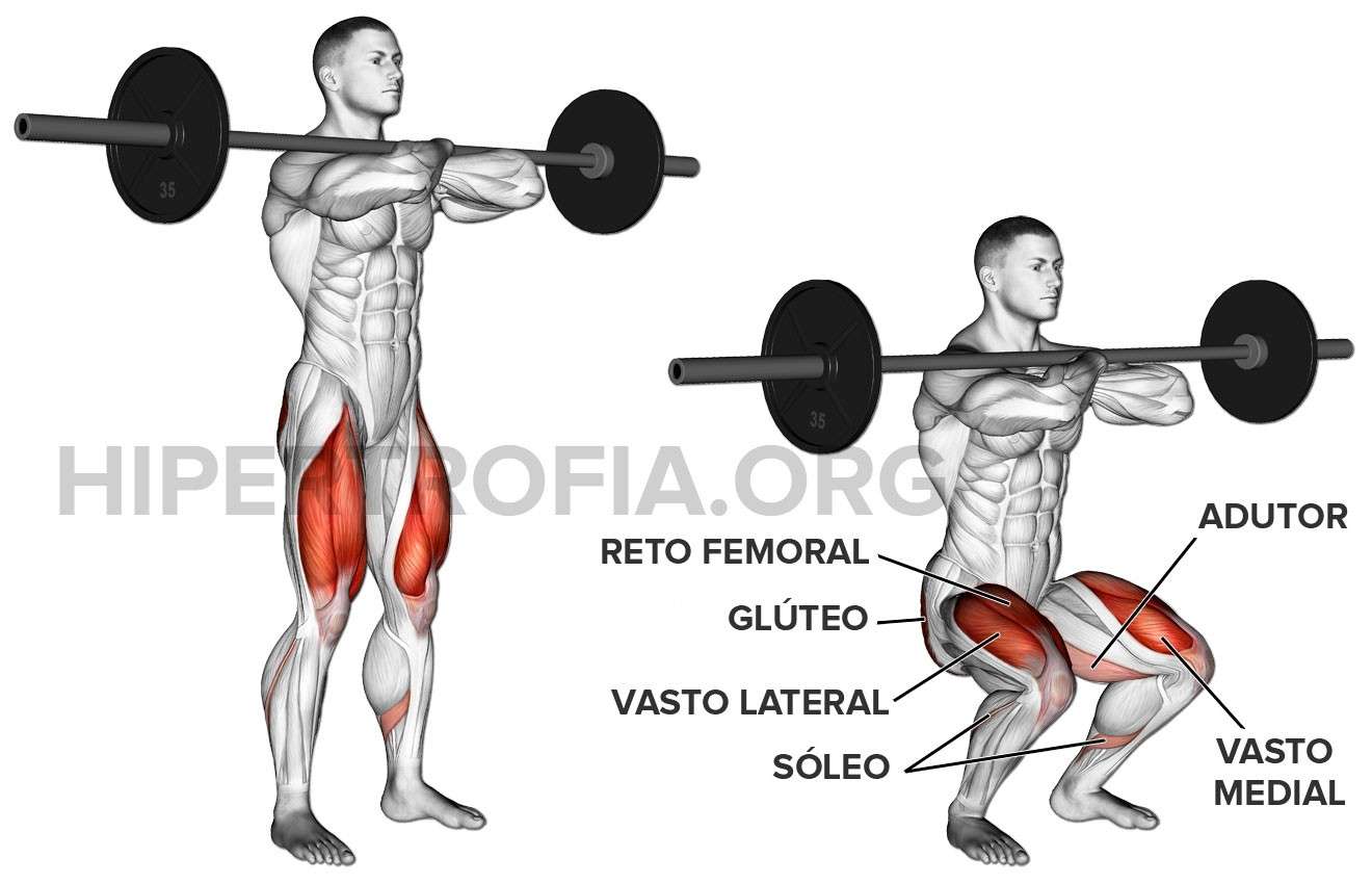 musculos trabalhados durante o agachamento frontal (com barra na frente)