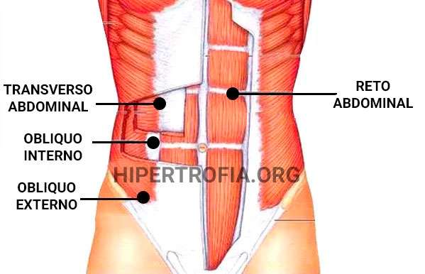 ANATOMIA OBLIQUO