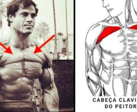 cabeça clavicular do peitoral
