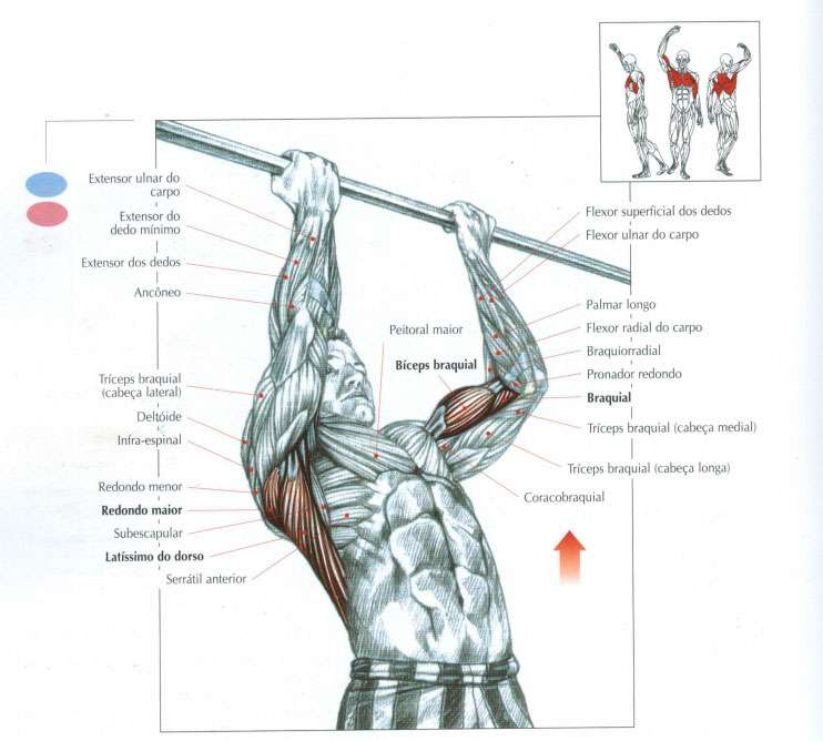 chin up musculos recrutados