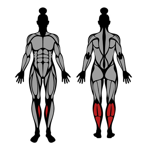 músculos trabalhados durante o exercício panturrilhas no leg press