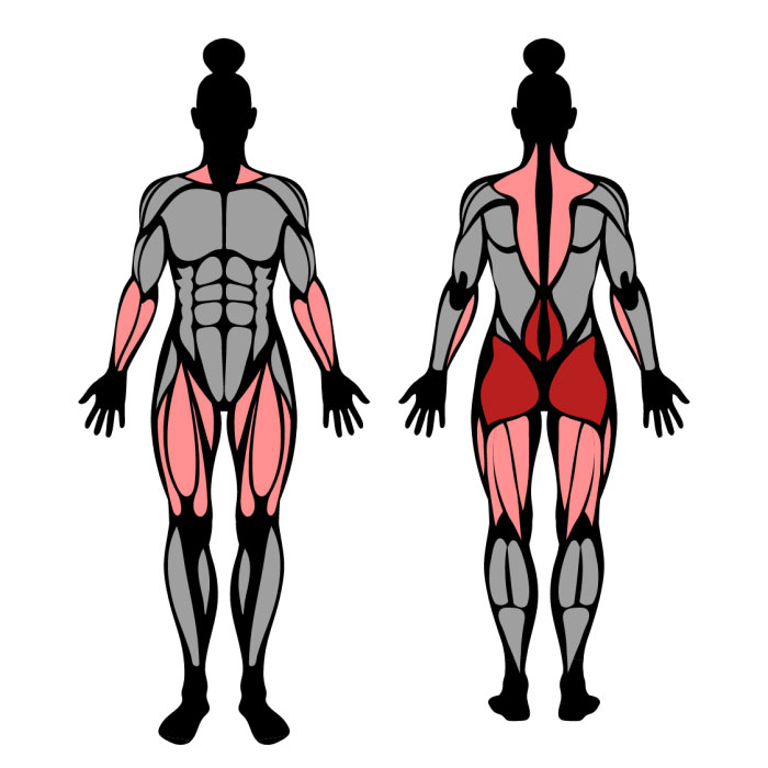 Ilustração mostrando os músculos recrutados ao fazer levantamento terra sumô.