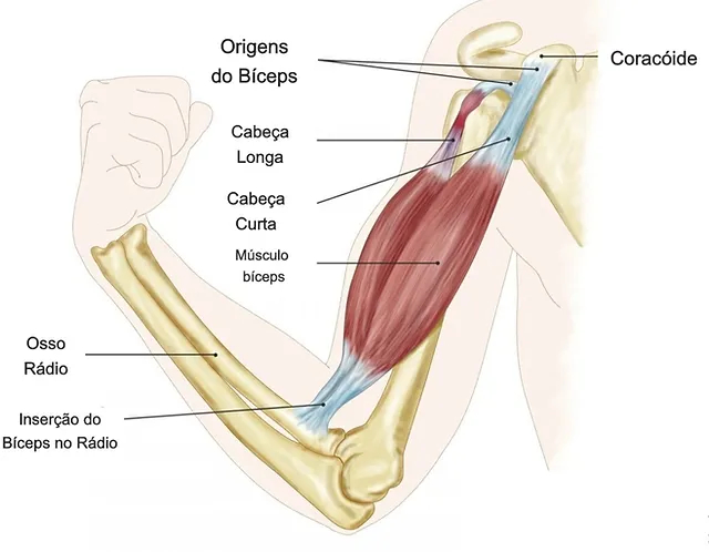 anatomia do bíceps braquial