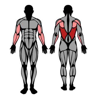 musculos usados durante a puxada unilateral na polia