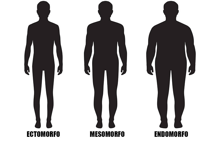 Ilustração dos três biotipos: ectomorfo, mesomorfo e endomorfo