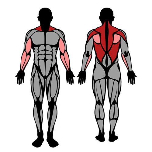 diagrama mostrando quais músculos são trabalhados durante a remada invertida