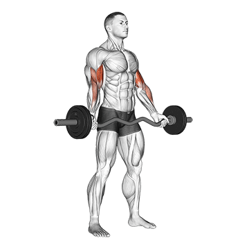 9 melhores exercícios para bíceps e como executá-los