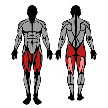 diagrama dos músculos das pernas em destaque