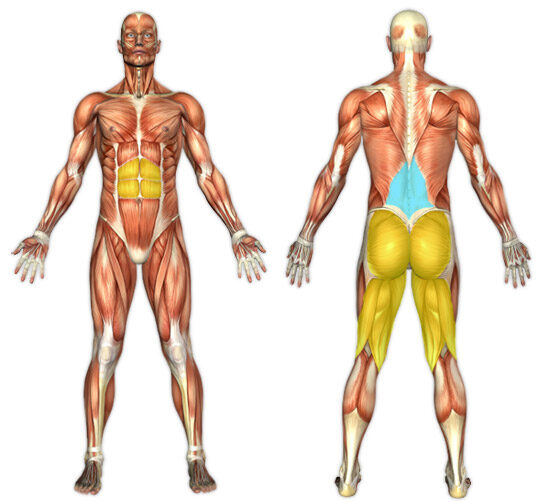 animação do corpo humano mostrando os músculos que são ativados durante o exercício good morning com halteres