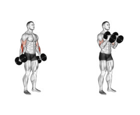 ilustração mostrando a posição inicial e o topo do exercício rosca martelo usando halteres