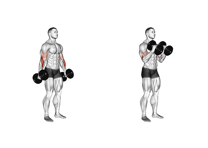 ilustração mostrando a posição inicial e o topo do exercício rosca martelo usando halteres