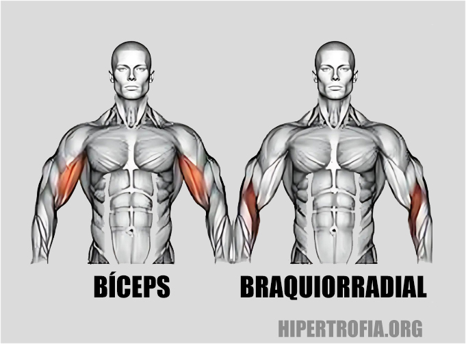 bíceps e braquiorradial são os principais músculos usados durante a rosca arrastada