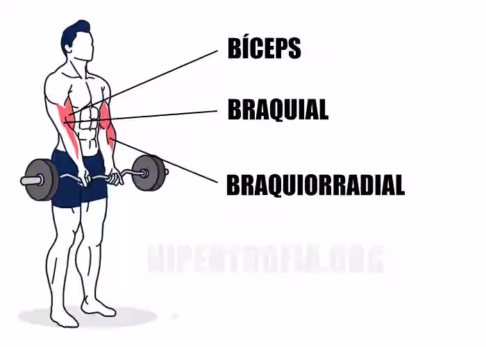 ilustração mostrando os principais músculos usados durante a rosca direta com barra w, sendo o bíceps sendo o principal