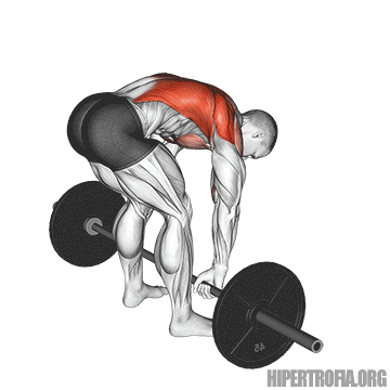 ilustração em gif mostrando como fazer o exercício pendlay row da forma correta