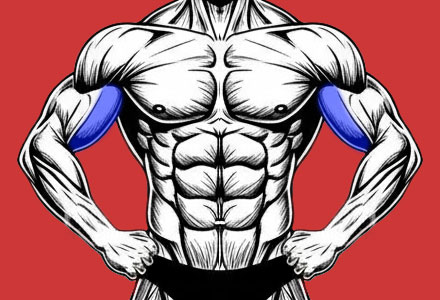 exercícios que trabalham os músculos do bíceps