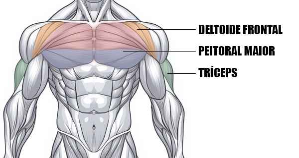 ilustração mostrando quais músculos são usados durante o supino declinado
