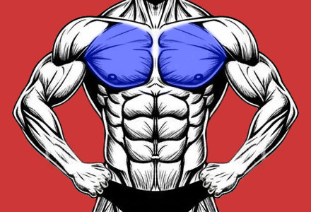 exercícios que trabalham os músculos do peitoral