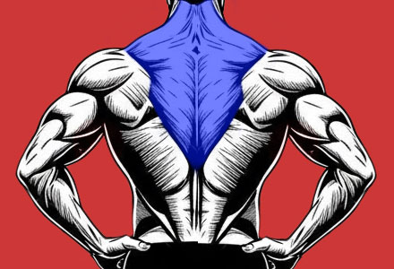 exercícios que trabalham os músculos do trapézio