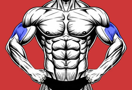 exercícios que trabalham os músculos do tríceps