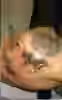 post-114110-0-34587000-1398127095_thumb.