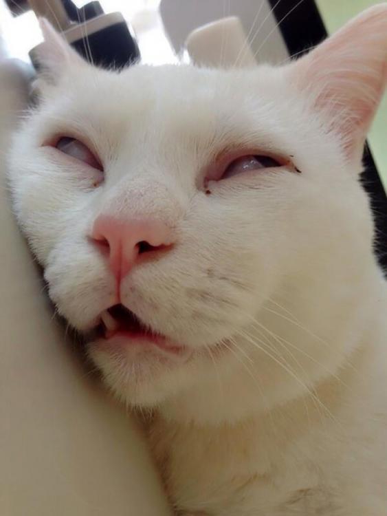 gato-setsu-beleza-6.jpg