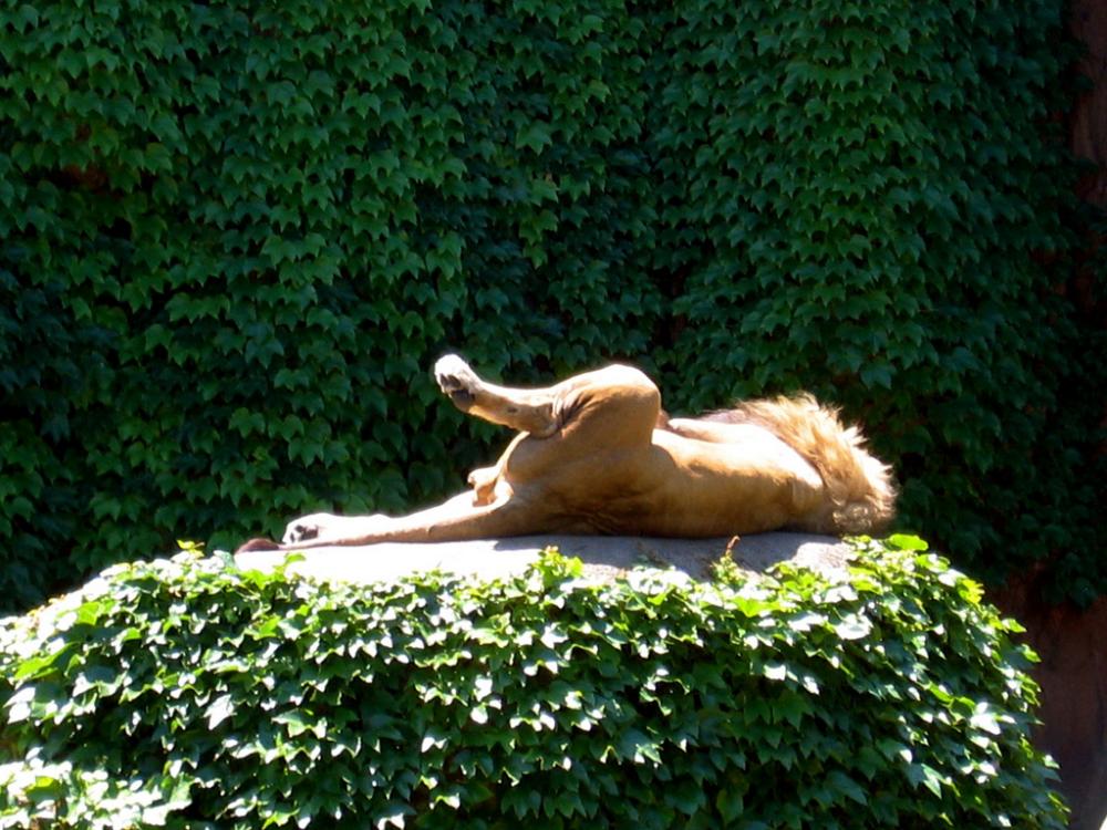 lion.jpg