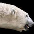 PolarBear