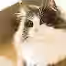Lueleuck