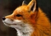 Fox R1