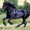 Percheron