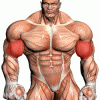 Mr. Muscle