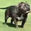 Pitbull Anabólico