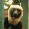 Zoboomafoo