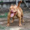 pitbullgb